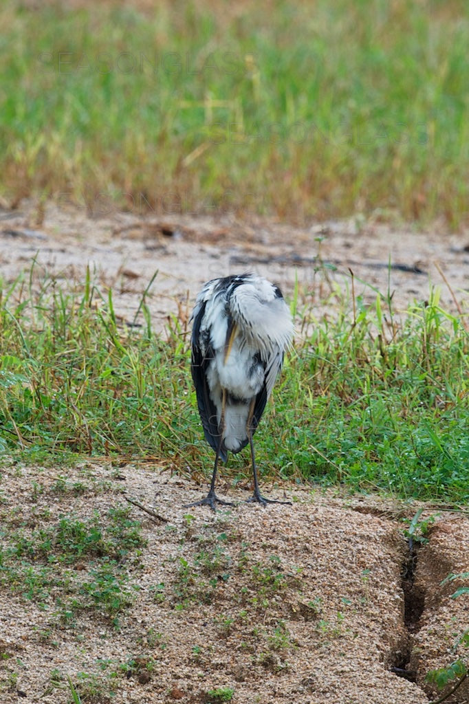 Grey Heron