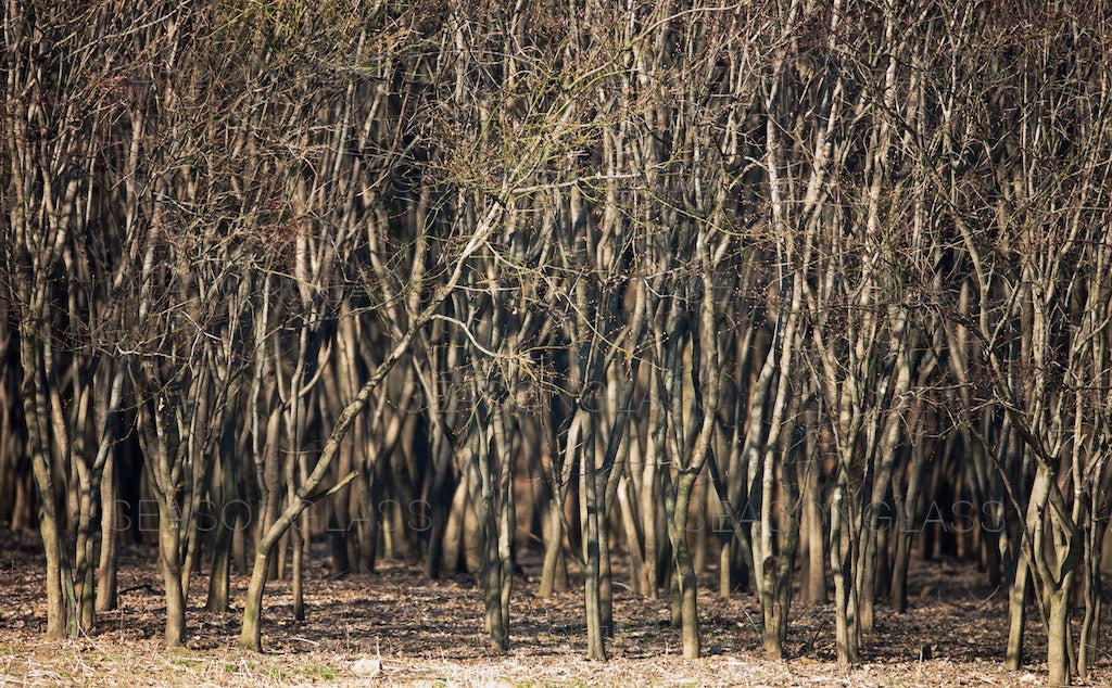 Maple Trees in Spring