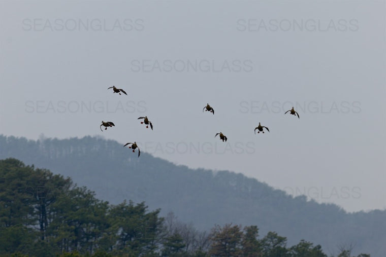 Spot-billed Ducks