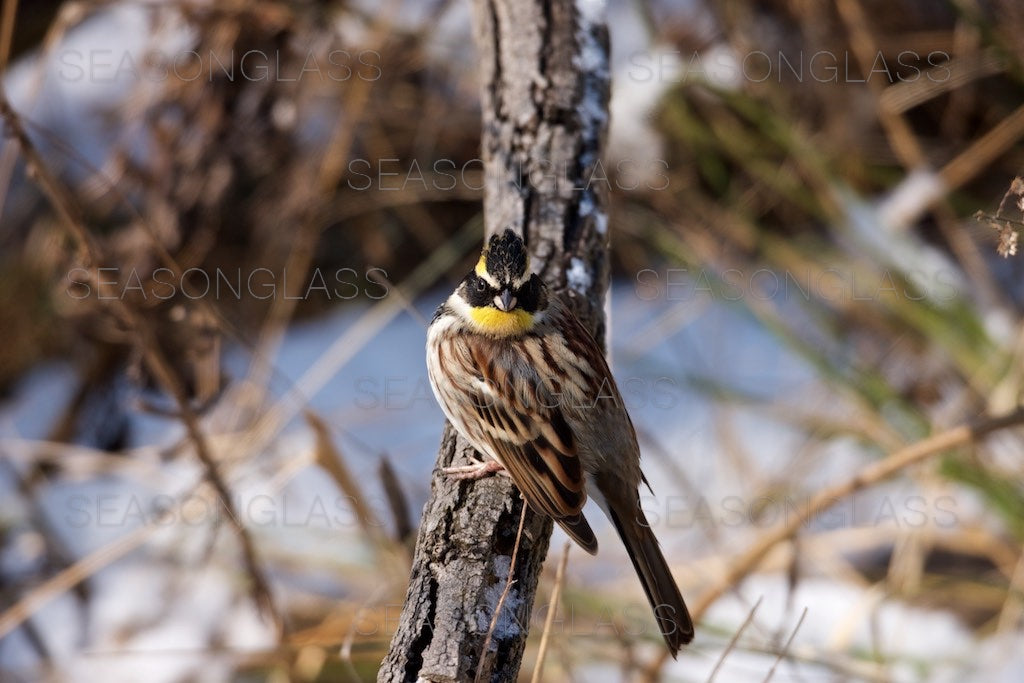 Yellow-throated Bunting