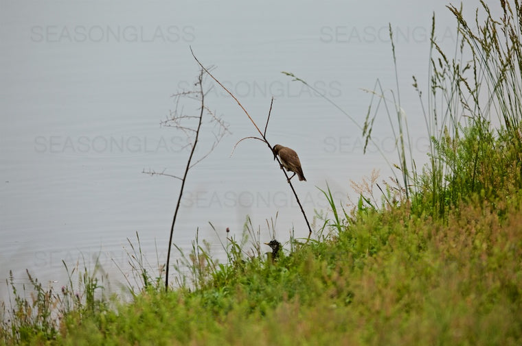 Brown-eared Bulbul
