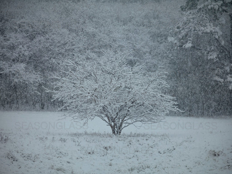 Mulberry Tree