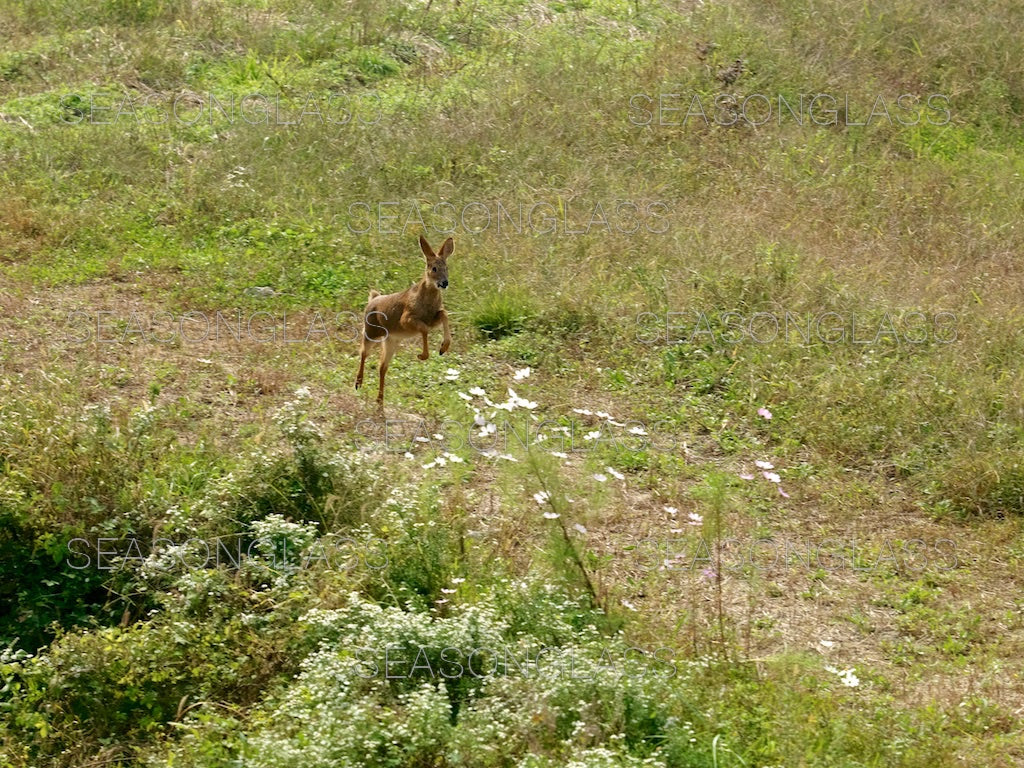 Water Deer