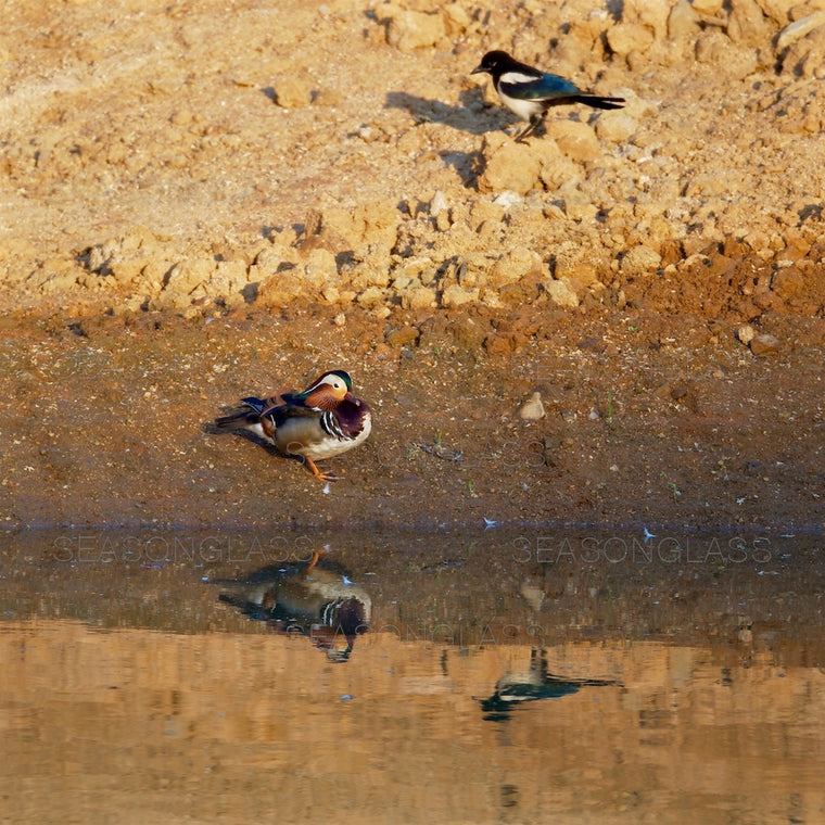 Spot-billed Duck and Magpie