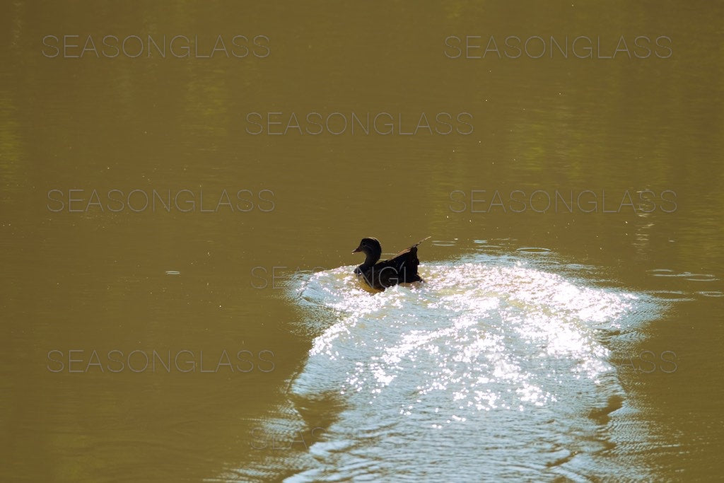 Male Mandarin Duck