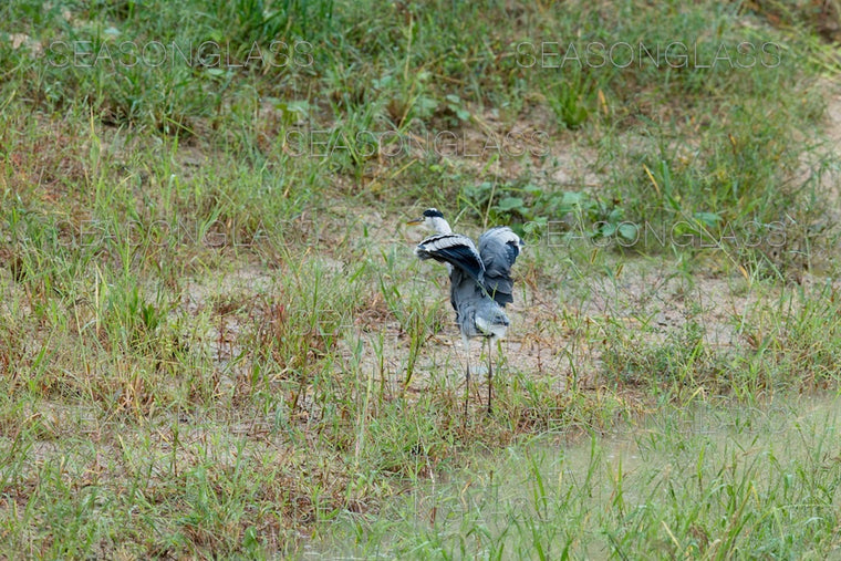 Grey Heron