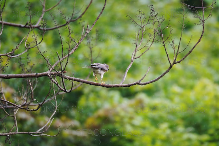 Young Chinese Sparrowhawk