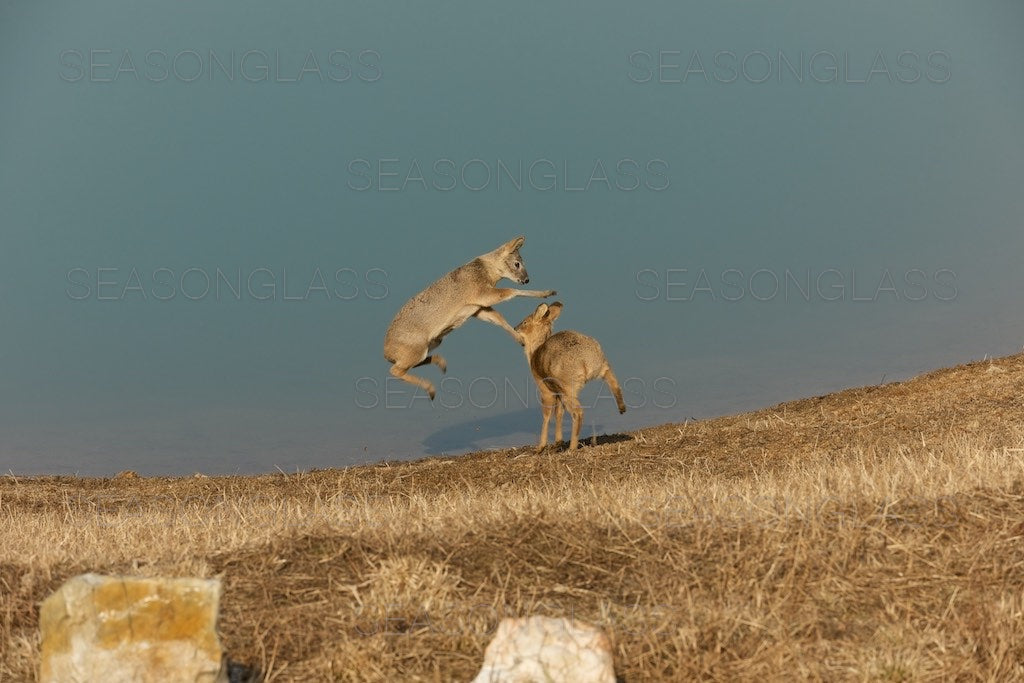 Water Deer