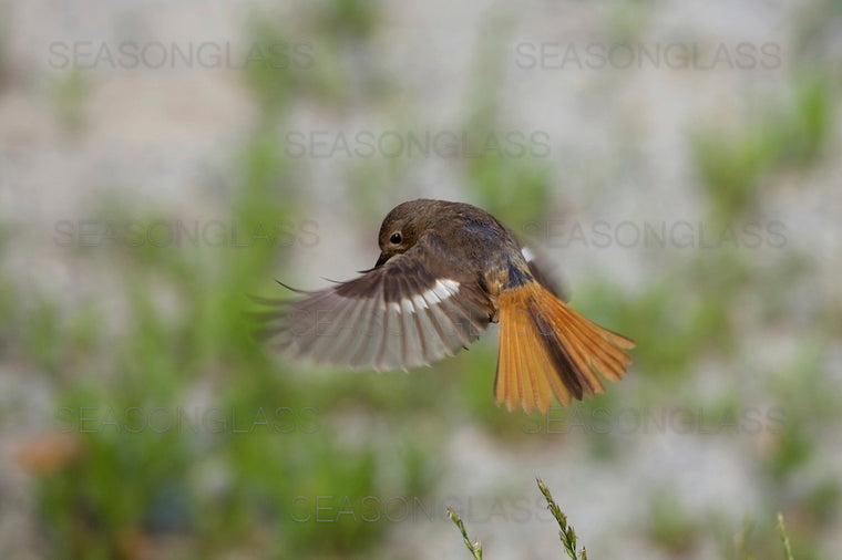 Daurian Redstart