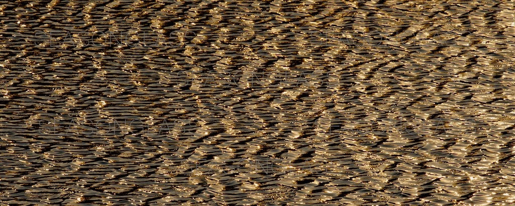 Waves on Pond