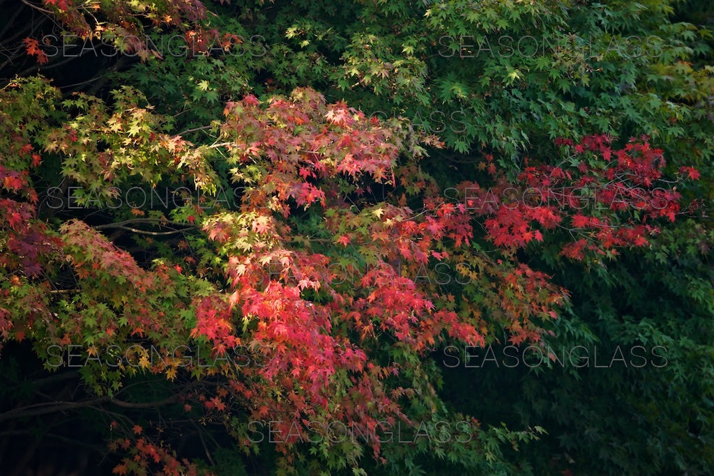 Maple Trees in Autumn