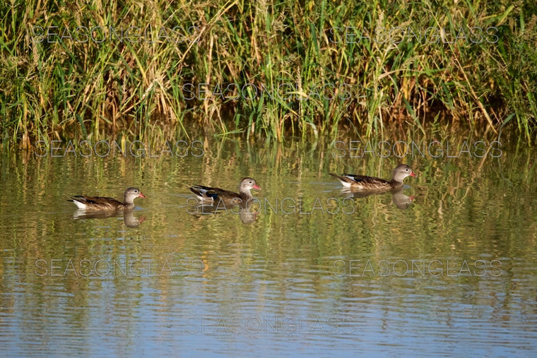 Mandarin Ducks