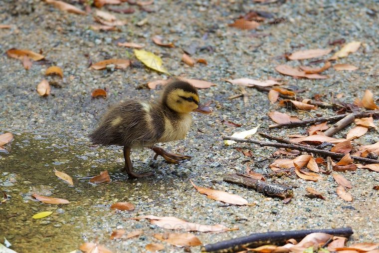 Spot-billed Duckling
