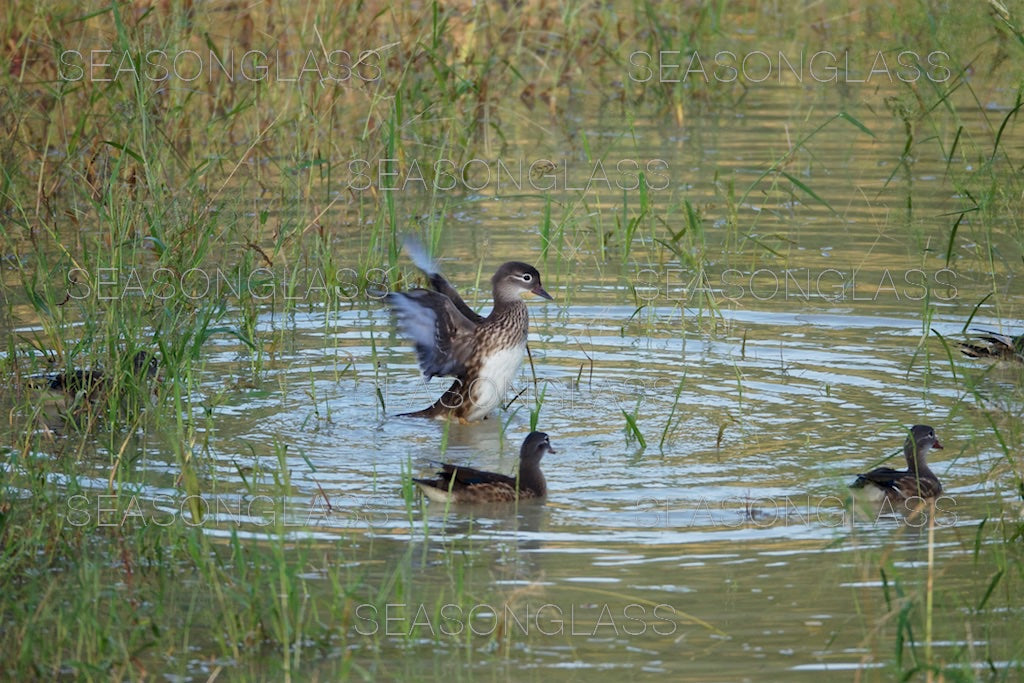 Family of Mandarin Ducks