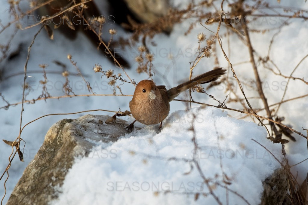 Vinous-throated Parrotbill