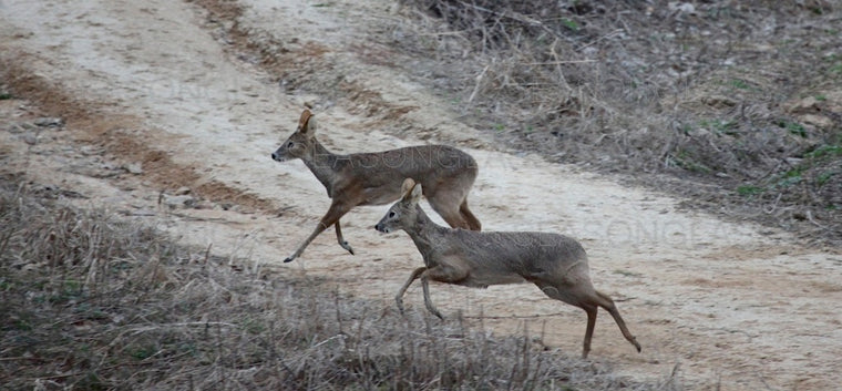 Water Deer