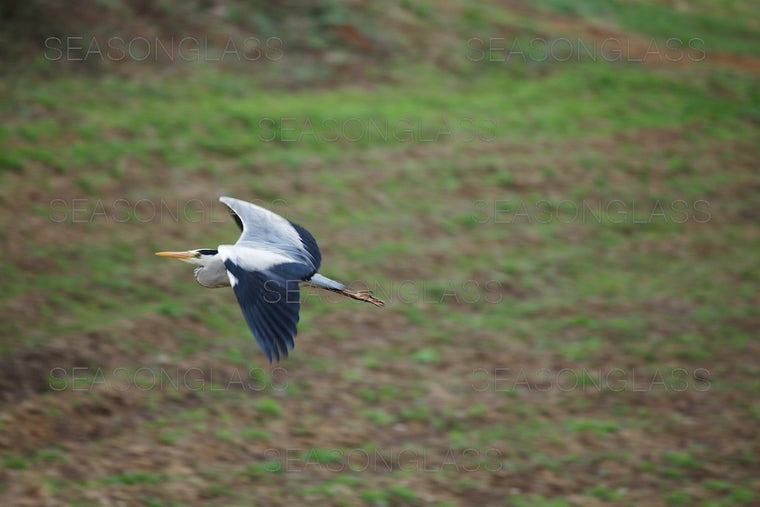 Grey Heron