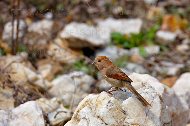Vinous-throated Parrotbill