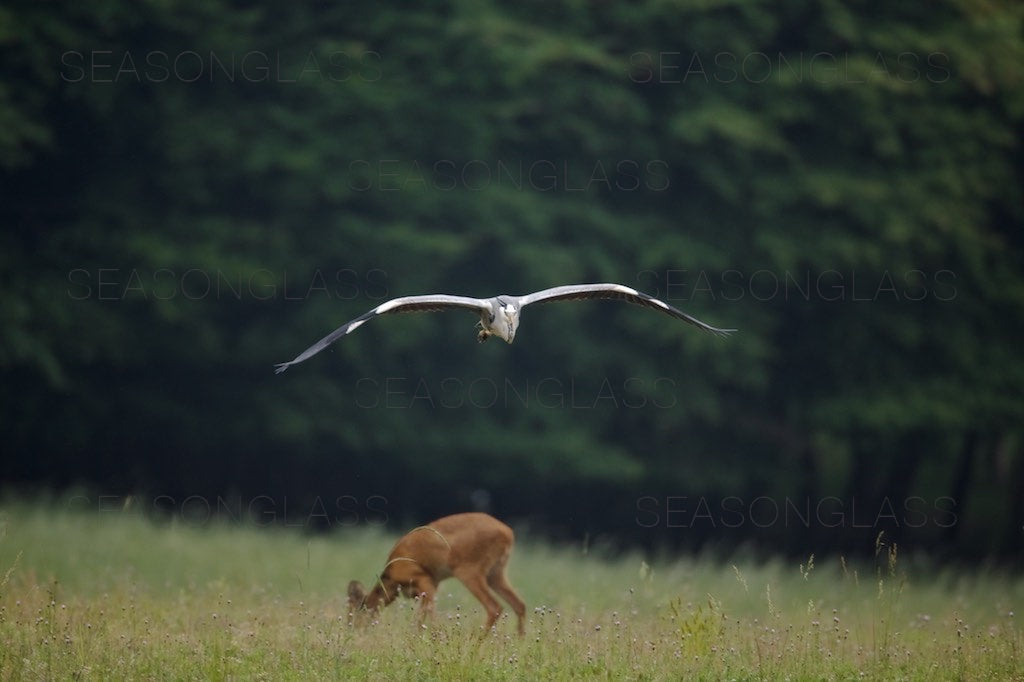 Grey Heron and Water Deer