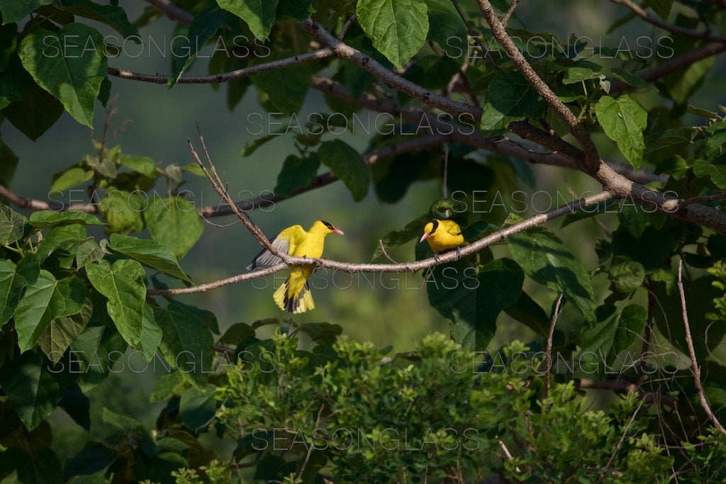 Black-naped Orioles