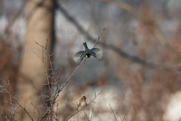 Great Tit – Ahae