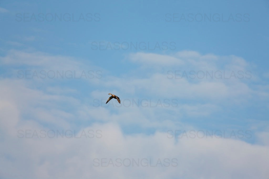 Spot-billed Duck