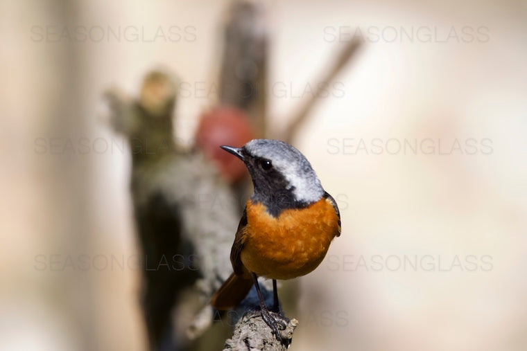 Daurian Redstart