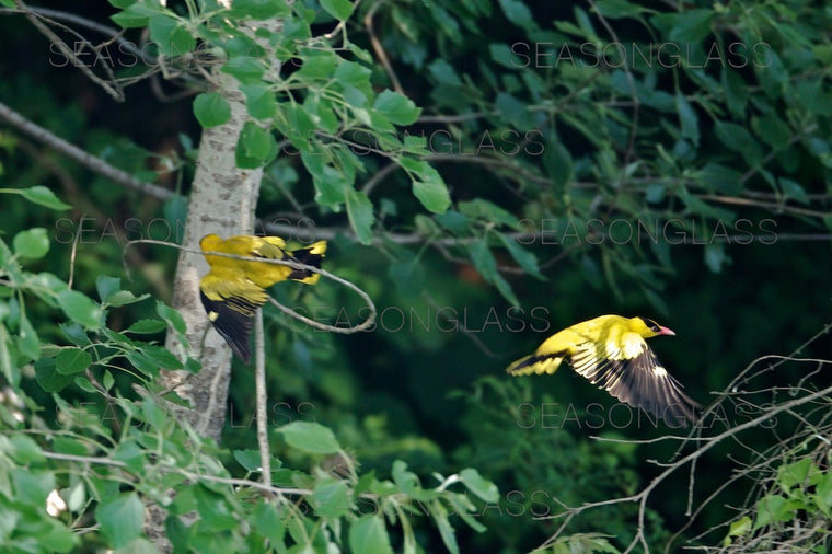 Black-naped Orioles