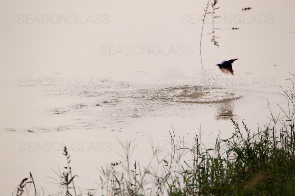 Common Kingfisher