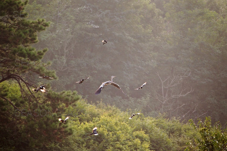 Magpies Harassing Grey Heron
