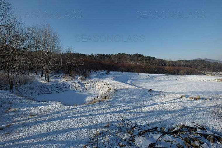 Woods in Winter