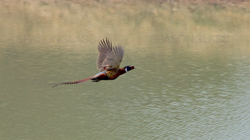 Cock Pheasant