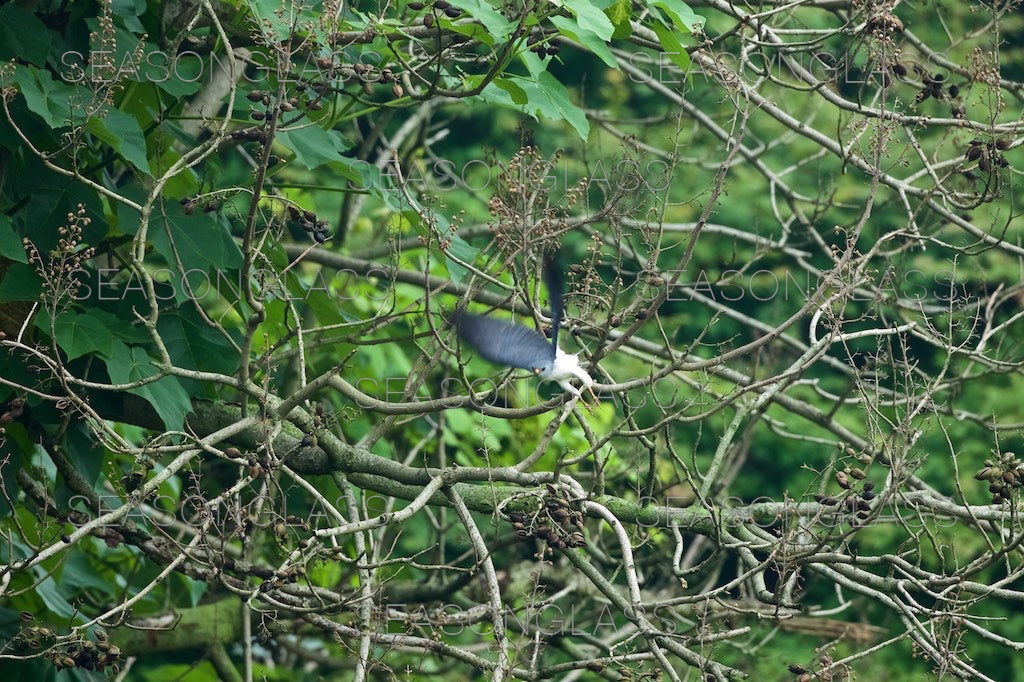 Chinese Sparrowhawk