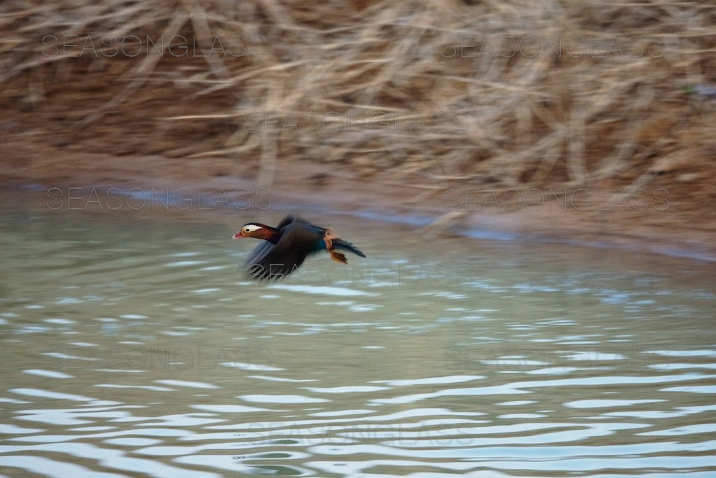 Male Mandarin Duck