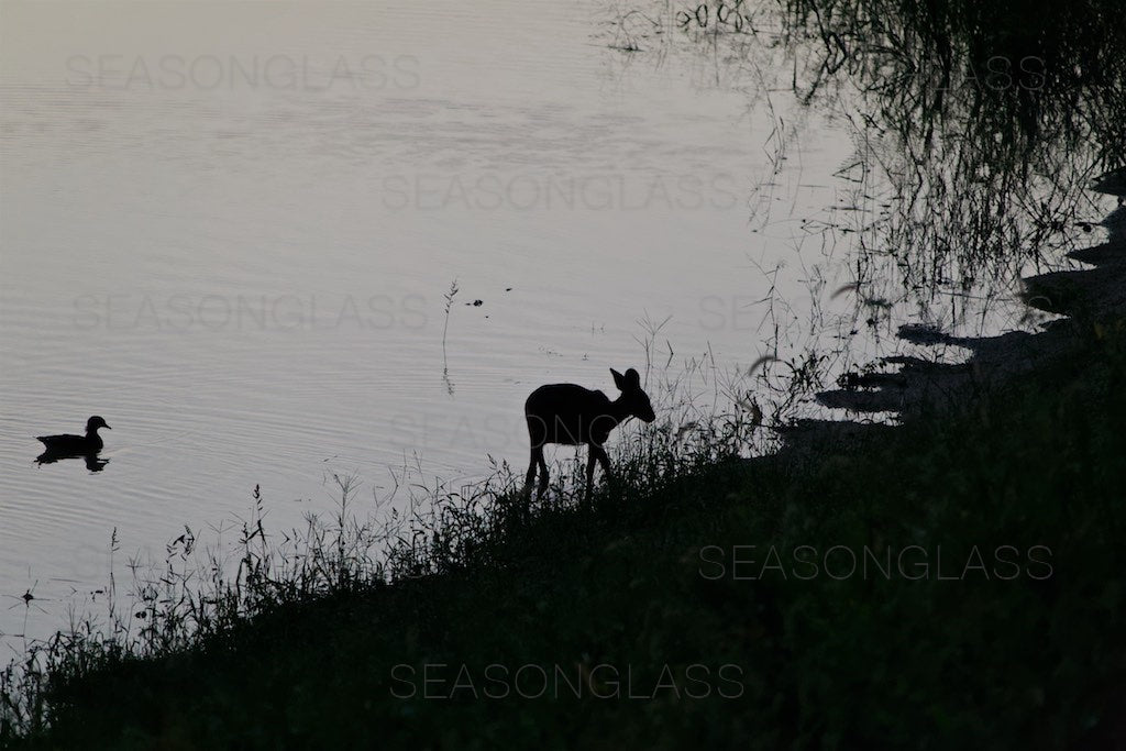 Water Deer and Duck