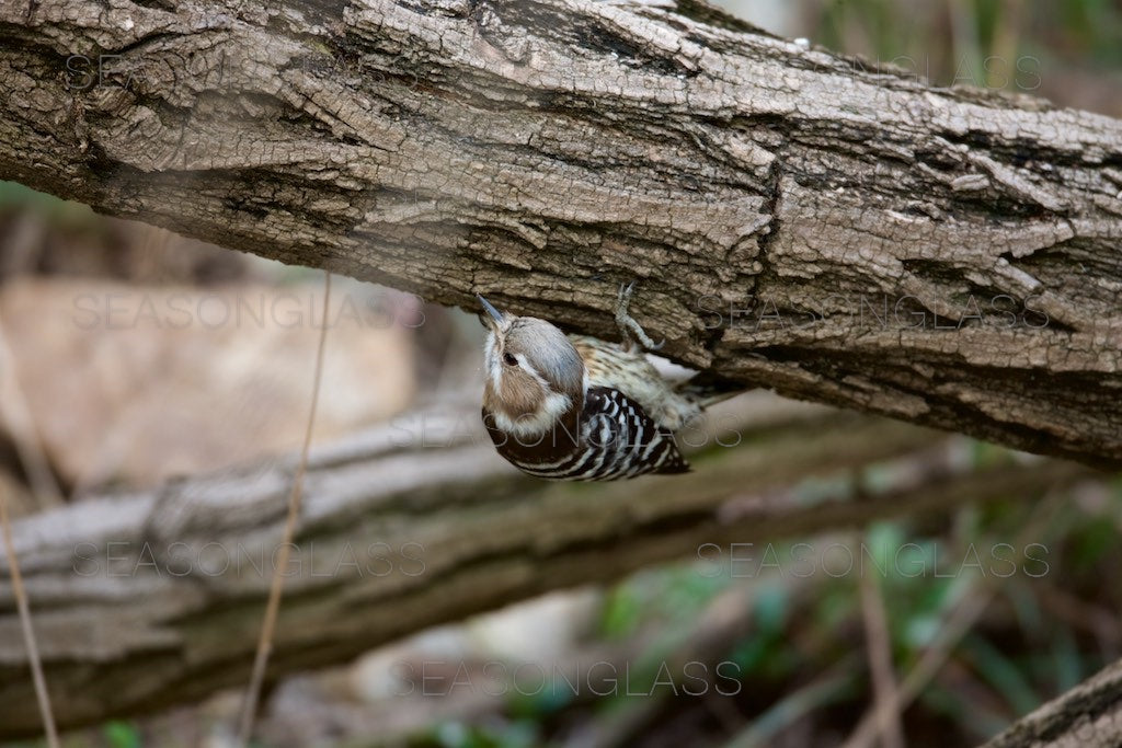 Pygmy Woodpecker