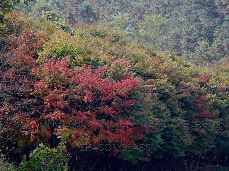 Maple Trees in Autumn