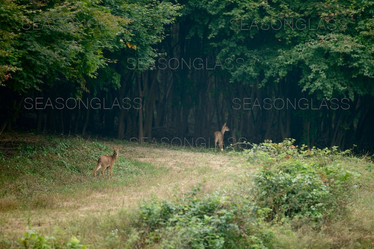 Water Deer