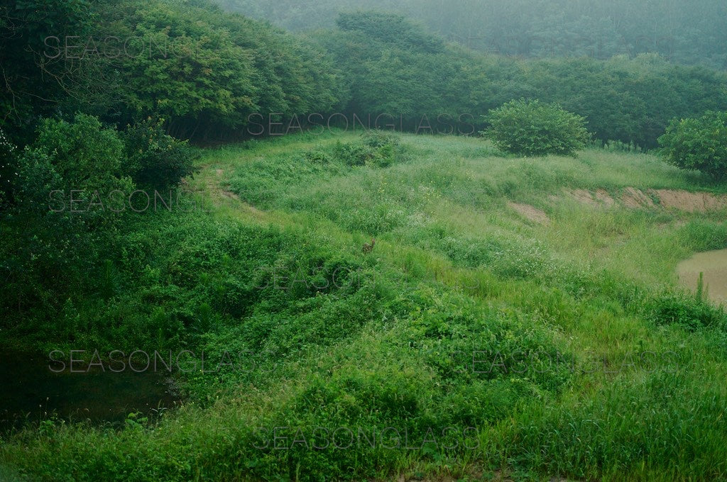 Woods in Summer