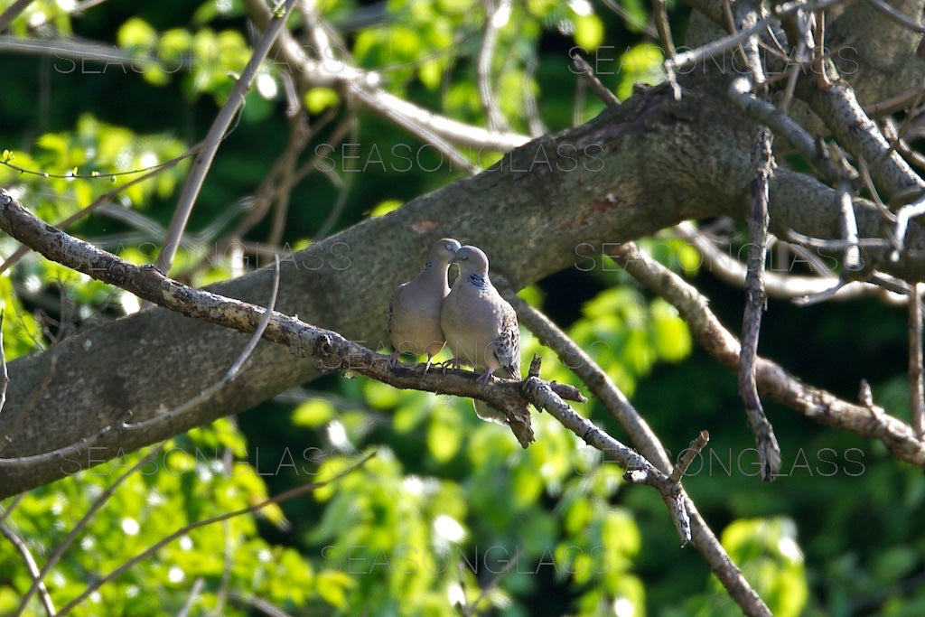 Pair of Turtledoves