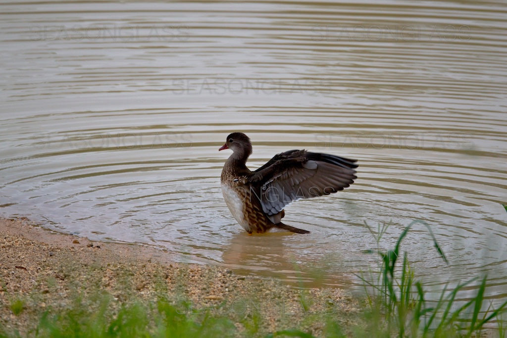 Male Mandarin Duck