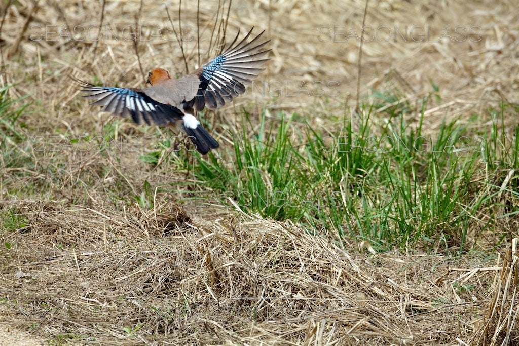 Eurasian Jay