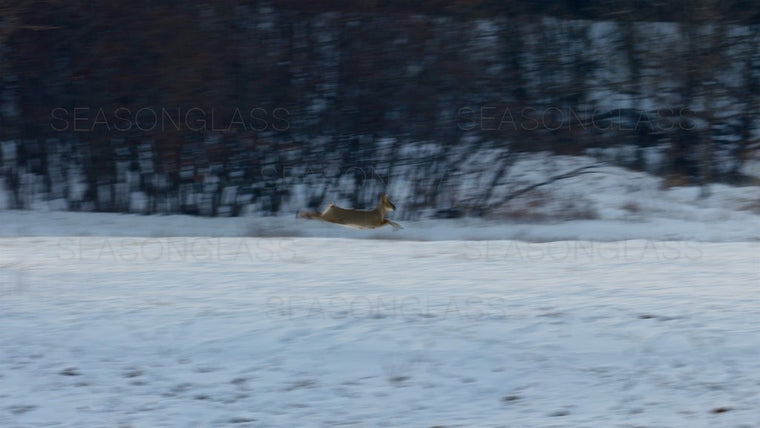 Water Deer