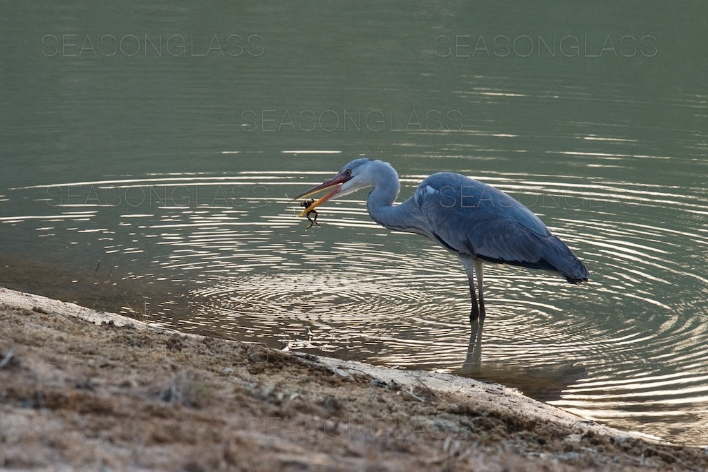 Grey Heron with Frog