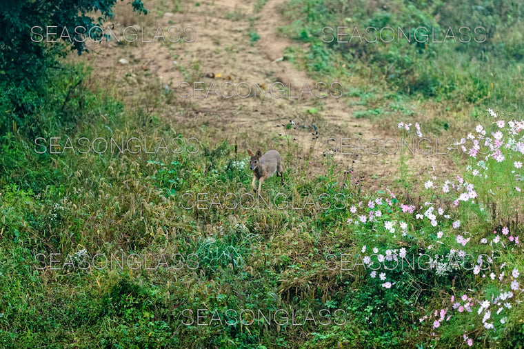 Water Deer