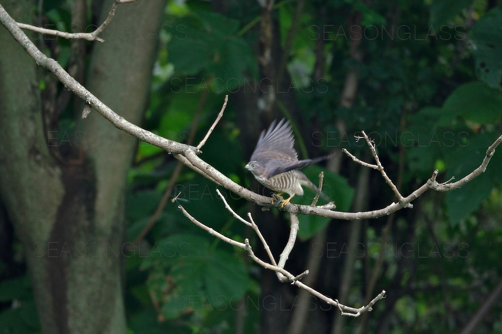 Young Chinese Sparrowhawk and Dragonfly