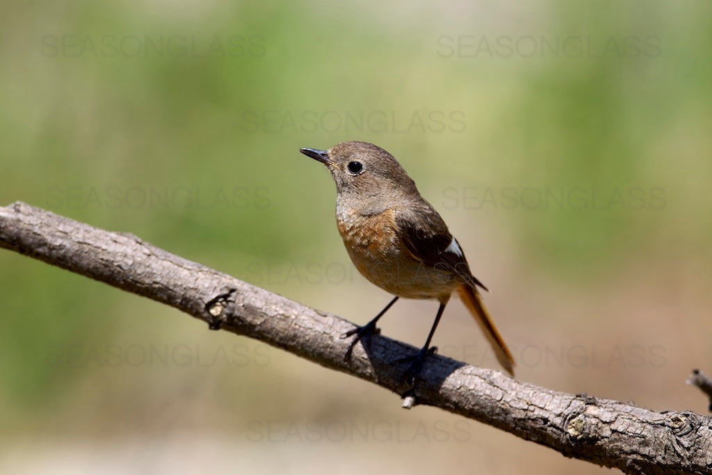 Female Daurian Redstart