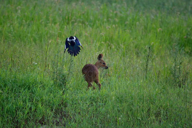 Magpie and Water Deer