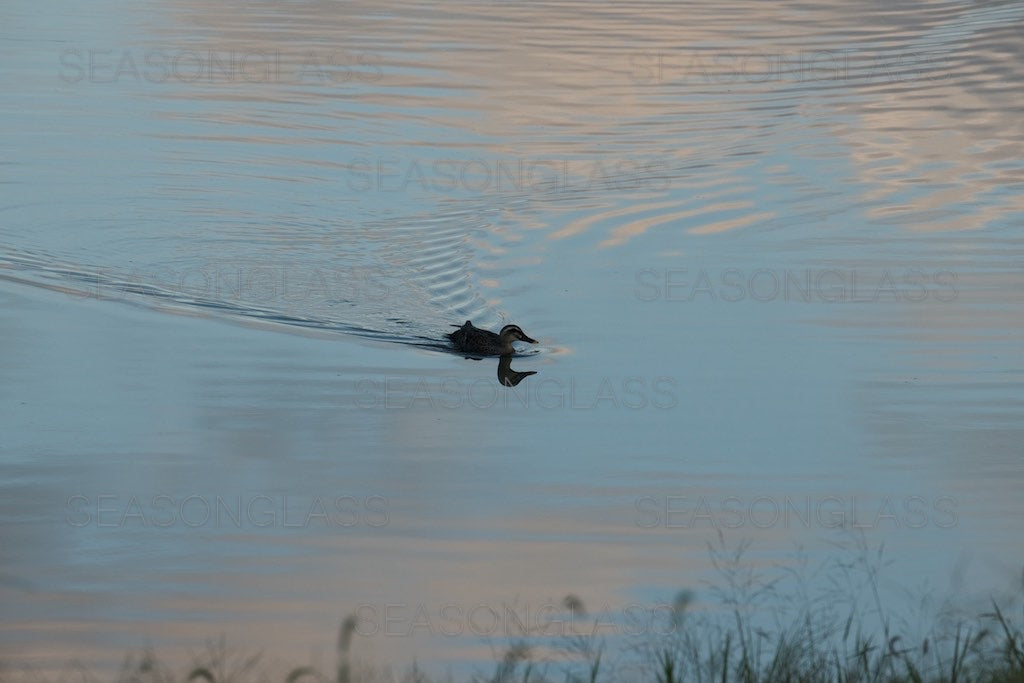 Spot-billed Duck