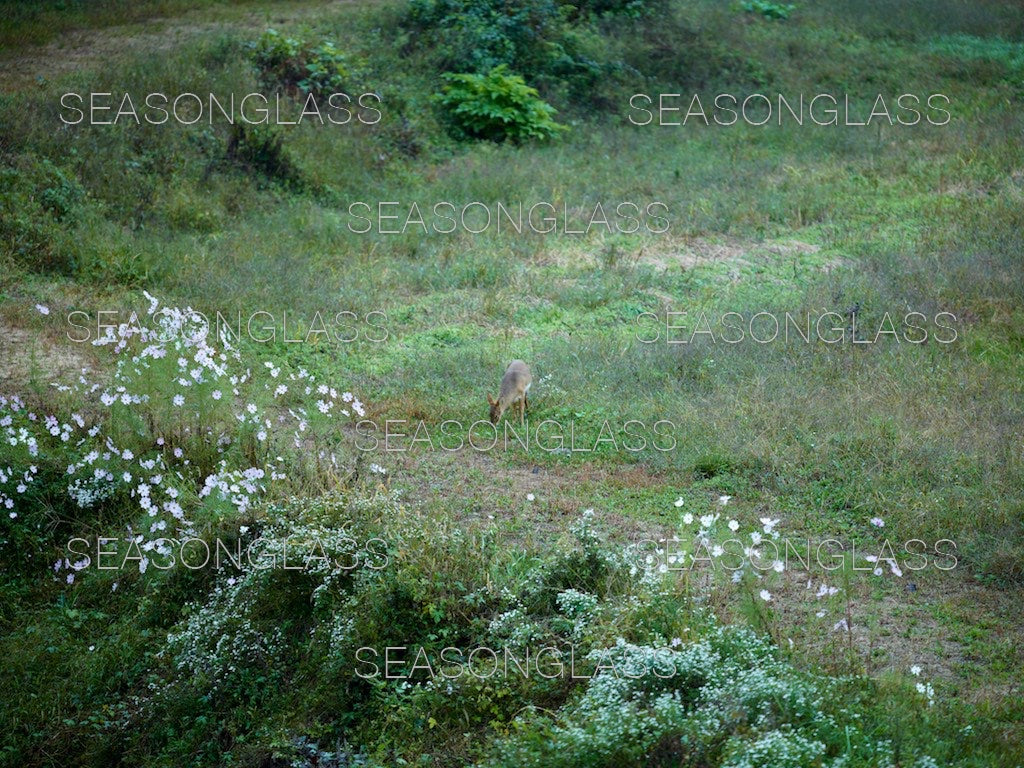 Water Deer